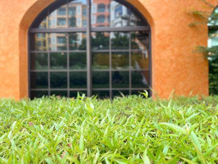 Close up of green grass with orange wall and window in background.の写真素材