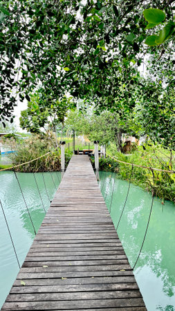 Wooden bridge in the mangrove forest, Khao Sok National Park, Thailandの写真素材