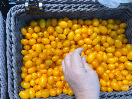 Yellow cherry tomatoes in a wicker basket in the hands of a farmerの写真素材