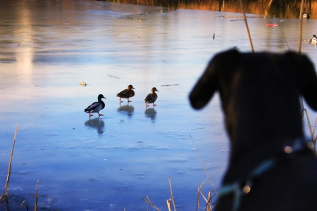 dog and duckの写真素材