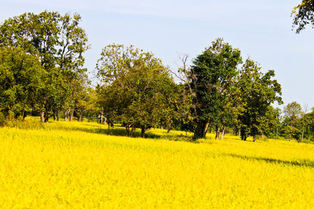 Cornfield of Thailand