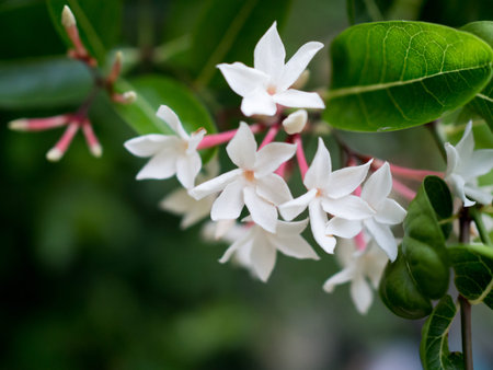 Little white flower