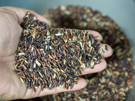 Rice Berry on handの写真素材