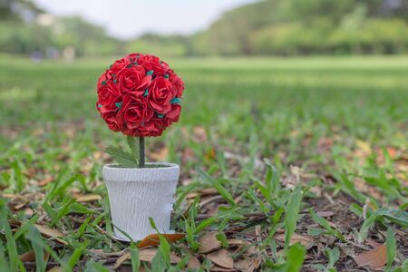 Potted red roses placed on wood floor and copy space .the background is a garden.Red roses convey love.Valentine conceptの写真素材