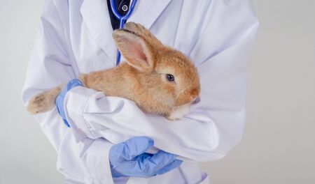 Veterinarians wear purple gloves and white coats, carrying cute brown bunnies to check for injuries in a clinic or animal hospital.の写真素材