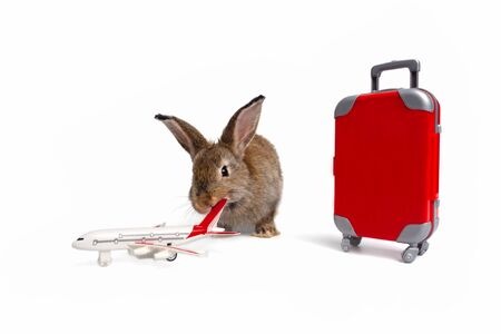 Funny baby brown rabbit and the red luggage with airplane, going on vacation. Travel concept on white background.の写真素材