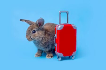 Cute gray-brown baby rabbit with standing in a red luggage,going on vacation.Travel concept on blue background.の写真素材