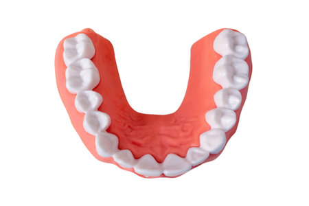 Plastic human teeth model placed on a white background, Dental examination concept. Regular oral...