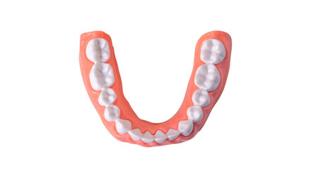 Plastic human teeth model placed on a white background, Dental examination concept. Regular oral...