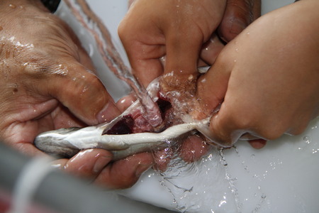 Cooking fishの写真素材