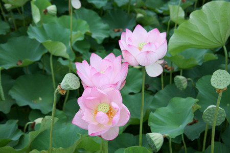 Lotus flowersの写真素材