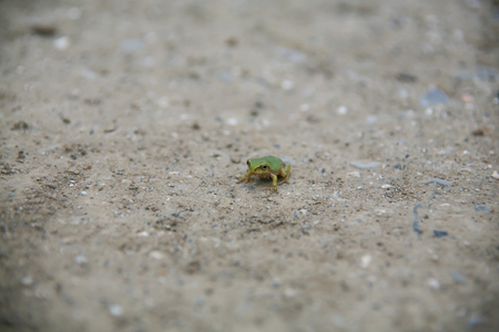 A frogの写真素材