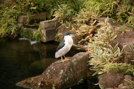 Black-crowned night heronの写真素材