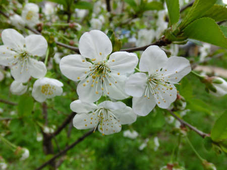 Spring awakening. White flowers of a blooming apple tree.の写真素材