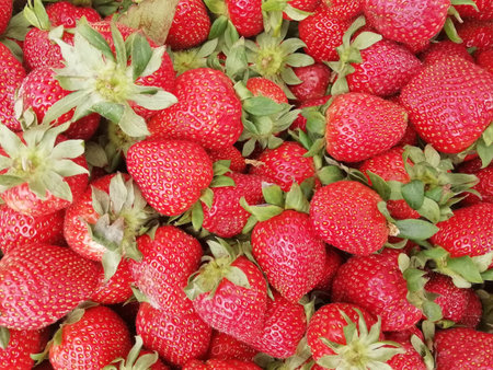 Red ripe strawberry background. A lot of strawberries close-up. View from above.の写真素材
