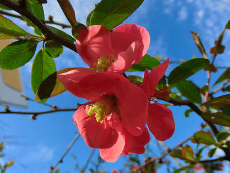 Lovely red flowers of the Japanese apple tree against the blue sky.の写真素材