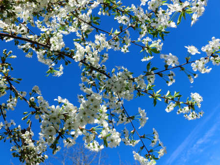 The air smells like spring. White flowers of a blooming apple tree.の写真素材