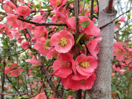 Lovely red flowers of the Japanese apple tree against the blue sky.の写真素材