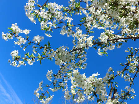 The air smells like spring. White flowers of a blooming apple tree.の写真素材