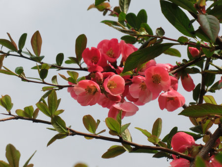 Lovely red flowers of the Japanese apple tree against the blue sky.の写真素材