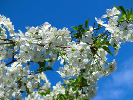The air smells like spring. White flowers of a blooming apple tree.の写真素材