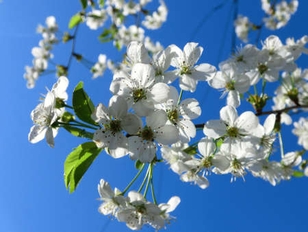 The air smells like spring. White flowers of a blooming apple tree.の写真素材