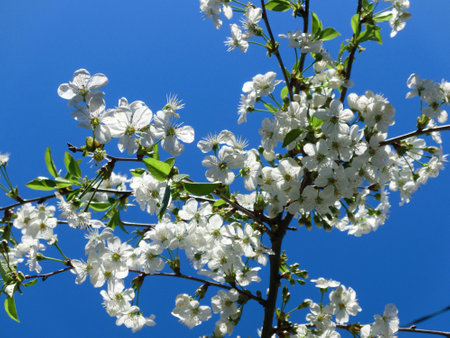 The air smells like spring. White flowers of a blooming apple tree.の写真素材