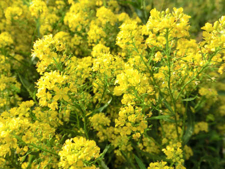 Summer background bright yellow flowers rorippa amphibiaの写真素材