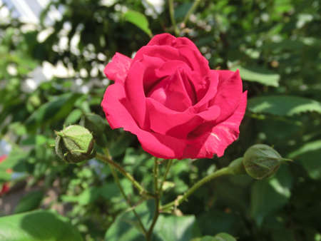 Red rose on a background of green foliageの写真素材