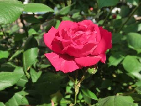 Red rose on a background of green foliageの写真素材