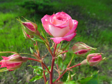 Pink rose with bright edging on a green backgroundの写真素材