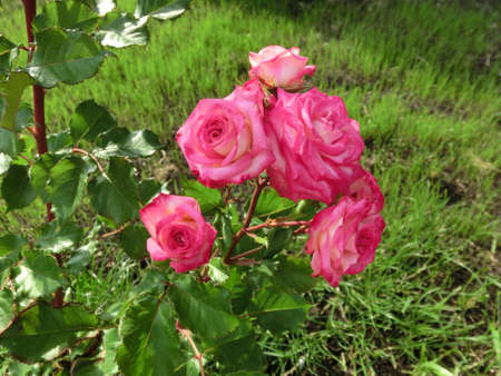 Pink rose with bright edging on a green backgroundの写真素材