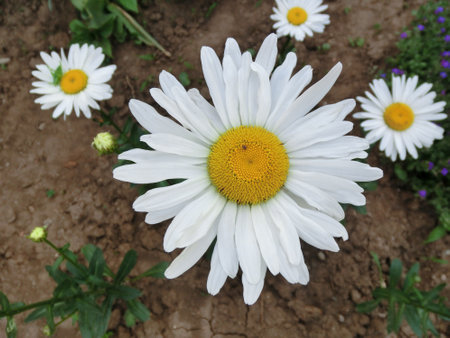 Big white daisy top viewの写真素材