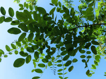 Acacia foliage against blue skyの写真素材