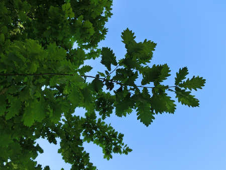 Background green oak foliage bottom viewの写真素材