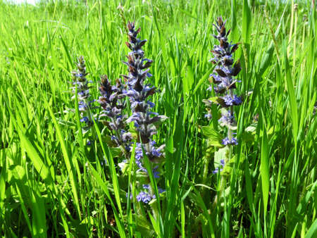 Background lawn purple wildflowers among green grassの写真素材