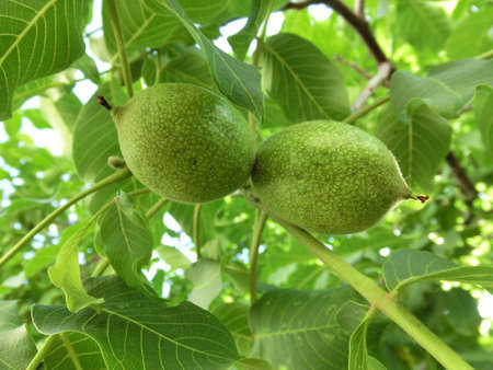 Green background. Walnuts on the tree.の写真素材