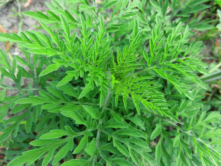Fluffy ragweed bush on the background of the groundの写真素材