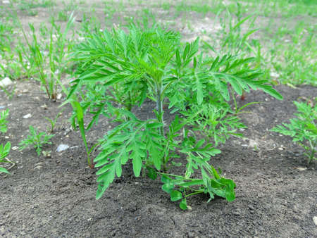 Fluffy ragweed bush on the background of the groundの写真素材