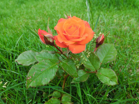 Red rose on a background of green grassの写真素材
