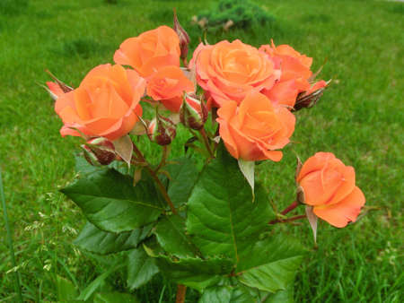 Red rose on a background of green grassの写真素材