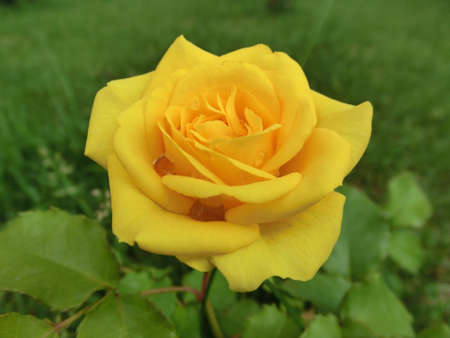 Yellow rose on a background of green foliageの写真素材