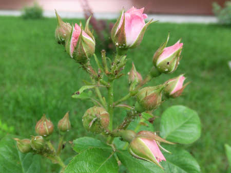 Pink rose on green foliage backgroundの写真素材