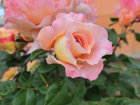 Pink rose on green foliage backgroundの写真素材