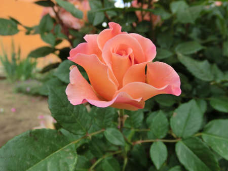 Pink rose on green foliage backgroundの写真素材