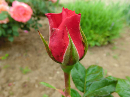 Red rose bud close upの写真素材