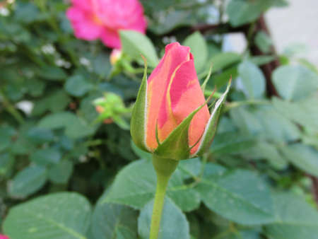 Pink roses on a background of green foliageの写真素材