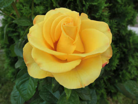 Yellow rose on a background of green foliageの写真素材