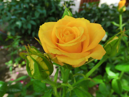 Yellow rose on a background of green foliageの写真素材