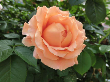 Tea rose on a background of green foliageの写真素材